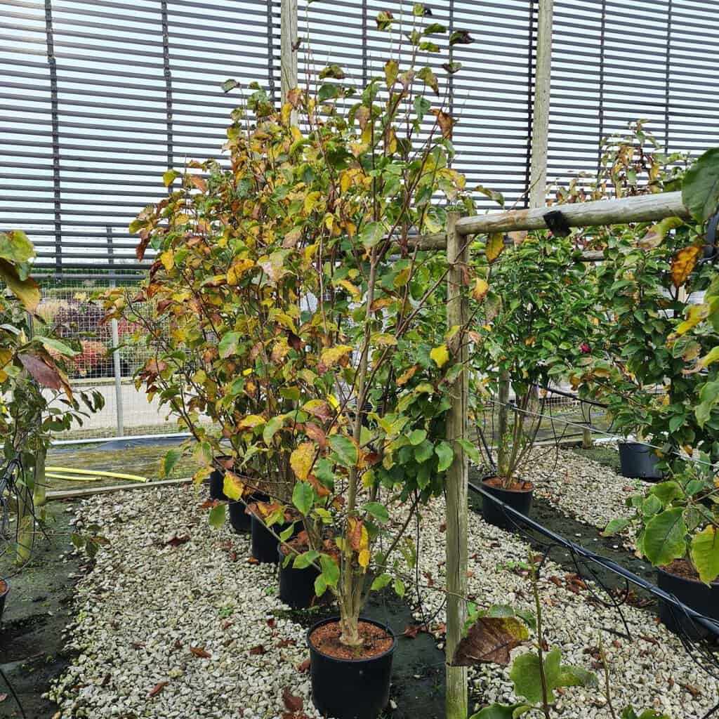 Magnolia 'Galaxy' 300-350 cm